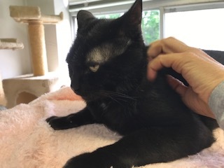 【犬猫・移動先募集】センター(支所)収容の飼主持込みの猫たち他(5/15訪問)_f0242002_23243812.jpg