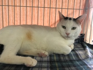 【犬猫・移動先募集】センター(支所)収容の飼主持込みの猫たち他(5/15訪問)_f0242002_23244720.jpg