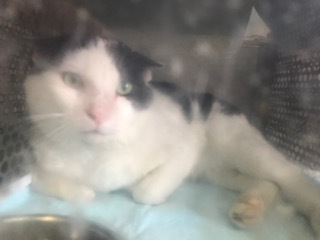 【犬猫・移動先募集】センター(支所)収容の飼主持込みの猫たち他(5/15訪問)_f0242002_23264542.jpg