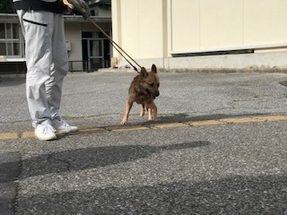 【犬猫・移動先募集】センター(支所)収容の飼主持込みの猫たち他(5/15訪問)_f0242002_23292070.jpg