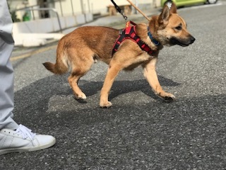 【犬猫・移動先募集】センター(支所)収容の飼主持込みの猫たち他(5/15訪問)_f0242002_23294863.jpg