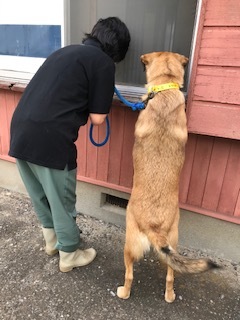 【犬猫・移動先募集】センター（支所）収容（6/26訪問）_f0242002_23305229.jpg