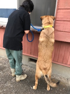 【犬猫・移動先募集】センター（支所）収容（6/26訪問）_f0242002_23310051.jpg