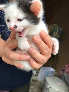 【犬猫・移動先募集】センター(支所)収容の飼主持込みの猫たち他(5/15訪問)_f0242002_23311227.jpg
