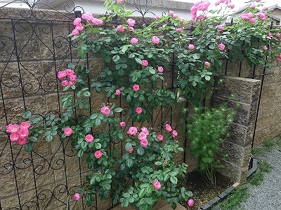 きれいに開花しない「アンジェラ」_e0289203_15285432.jpg