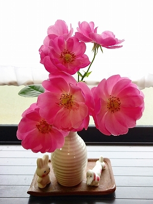 きれいに開花しない「アンジェラ」_e0289203_15290026.jpg