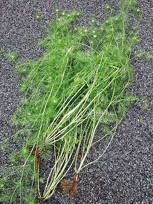 きれいに開花しない「アンジェラ」_e0289203_15290201.jpg