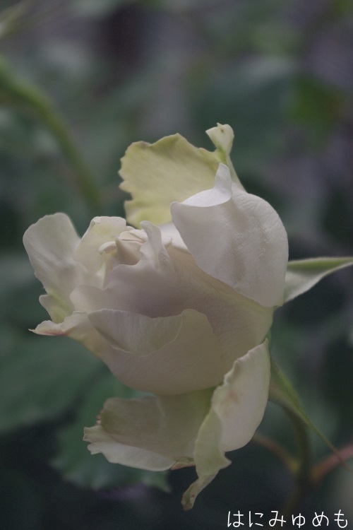 バラ苗 新苗 サウダージ - 植物/観葉植物