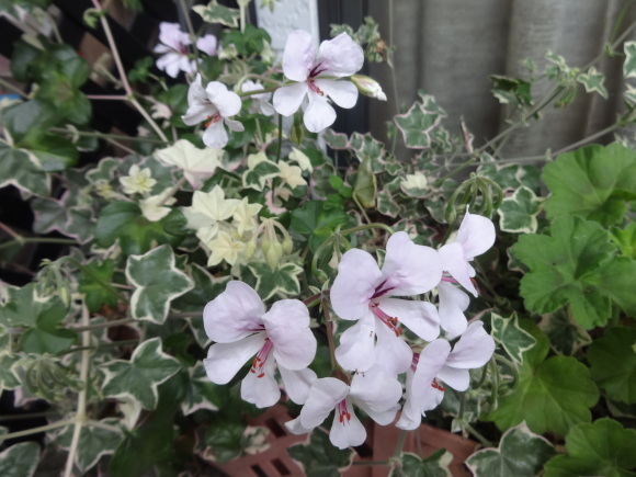斑入りアイビーゼラニウム だんご虫の花 斑入りアイビーゼラニウム だんご虫の花