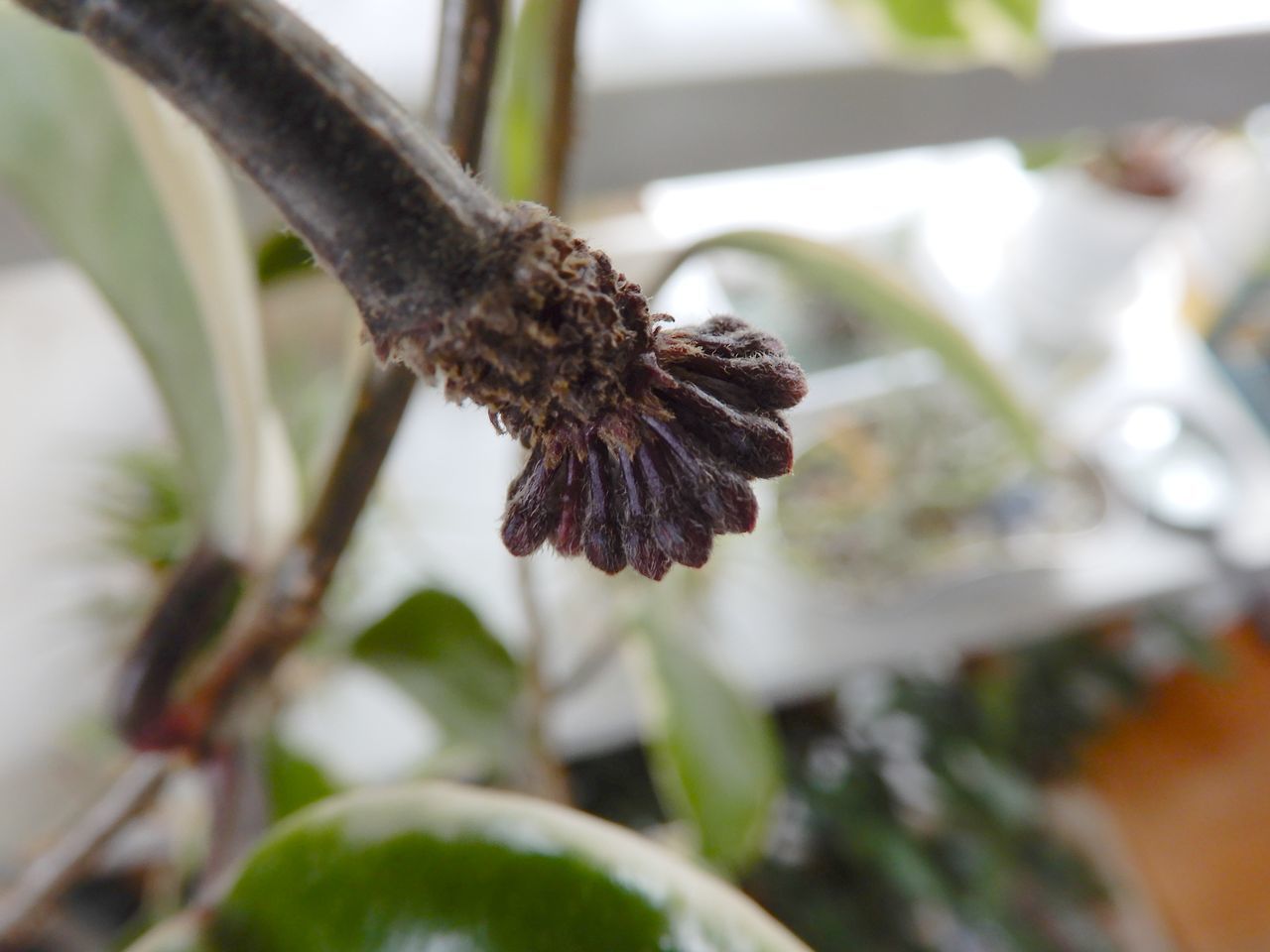 ユーカリの脇芽_c0025115_21395044.jpg