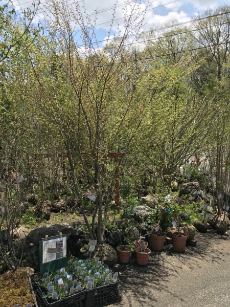 花と木と_d0035921_17565597.jpg