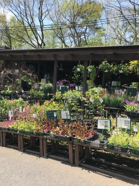 花と木と_d0035921_17565783.jpg