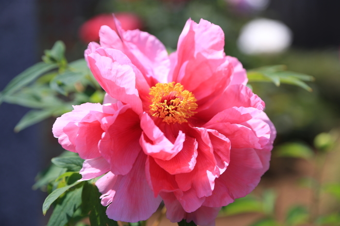 牡丹の花・・・(4333)_e0349324_20522348.jpg
