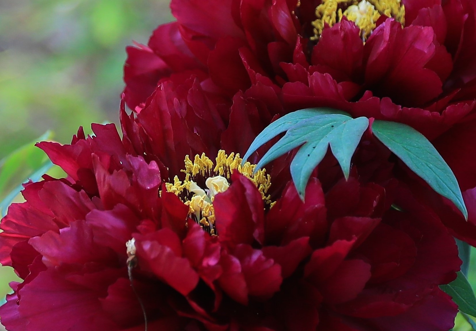 牡丹の花・・・(4333)_e0349324_20523507.jpg
