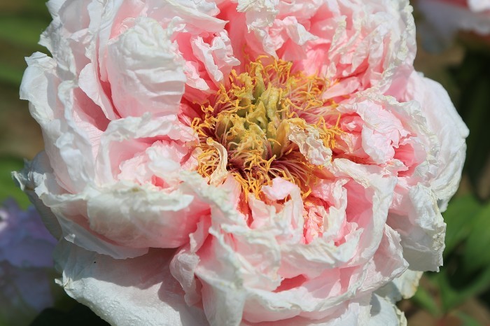 牡丹の花・・・(4333)_e0349324_20524427.jpg