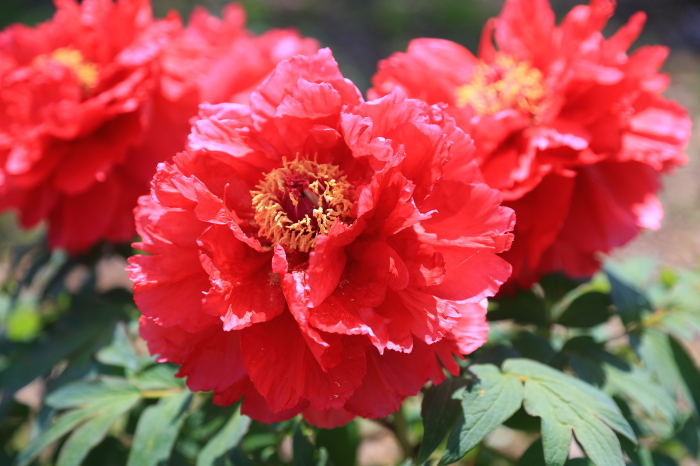 牡丹の花・・・(4333)_e0349324_20525706.jpg