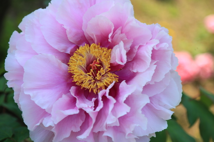 牡丹の花・・・(4333)_e0349324_21033120.jpg