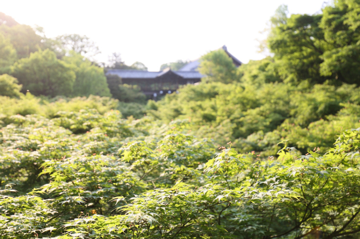 京都回顧 新緑の東福寺界隈 臥雲橋 通天橋 memory of kyotolife 京都回顧 新緑の東福寺界隈 臥雲橋 通天橋 memory of kyotolife