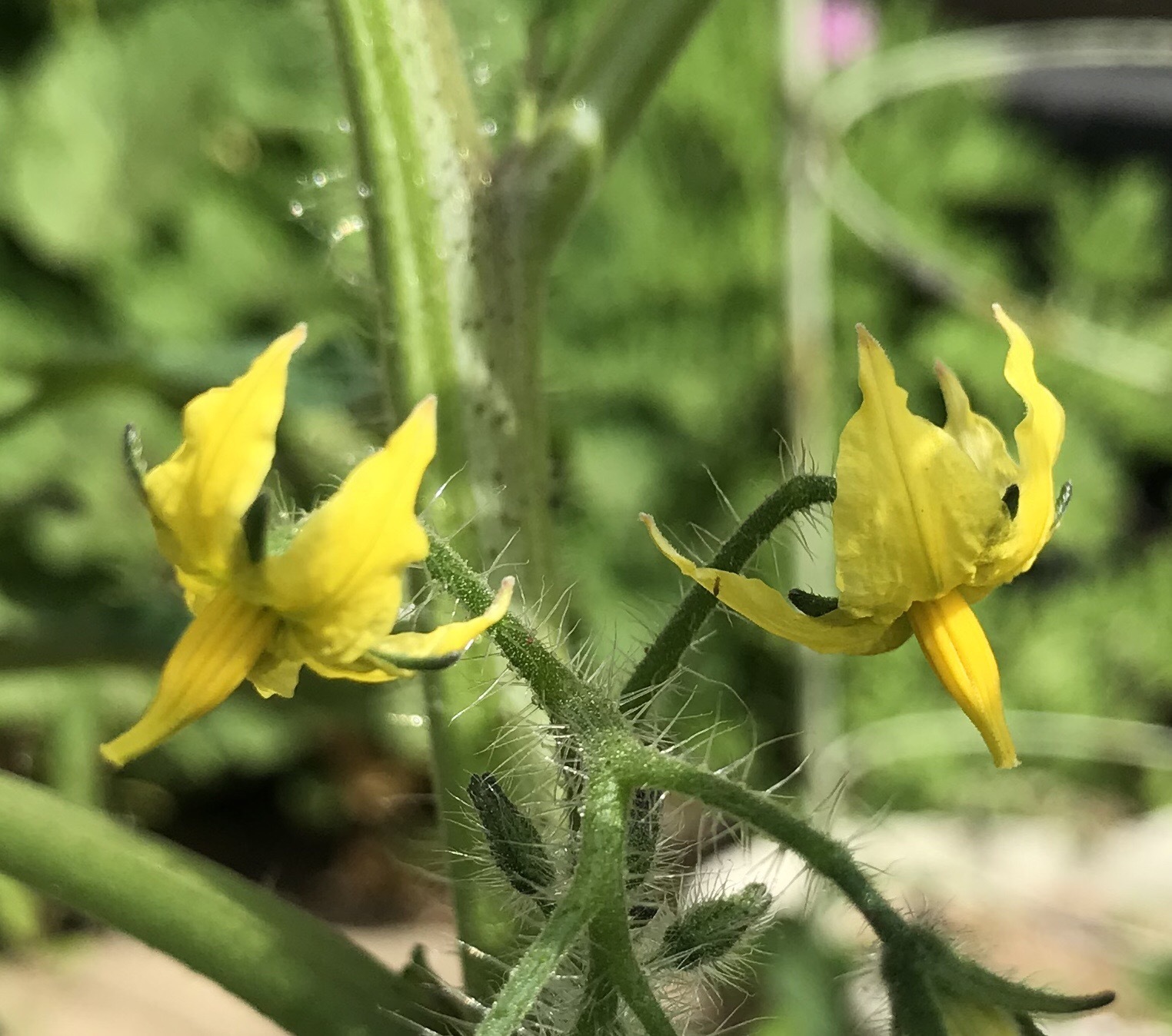 トマトの花 短歌なページ トマトの花 短歌なページ