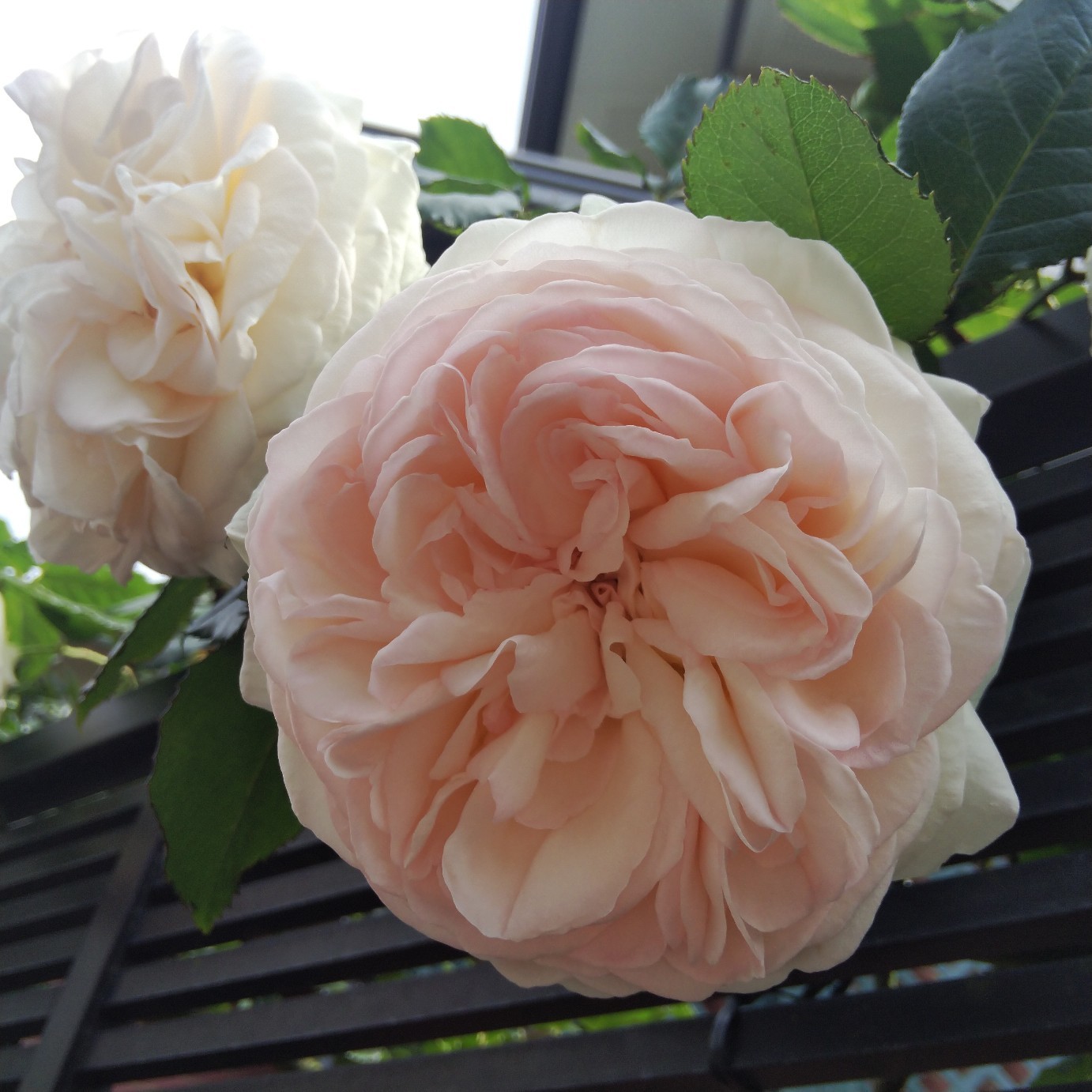 200516 大輪の薔薇_f0164842_22282277.jpg