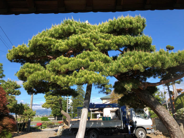 赤松の剪定 芽摘み 三楽 3luck 造園設計 施工 管理 樹木樹勢診断 治療