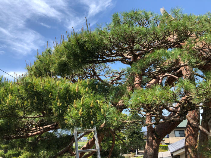 赤松の剪定 芽摘み 三楽 3luck 造園設計 施工 管理 樹木樹勢診断 治療