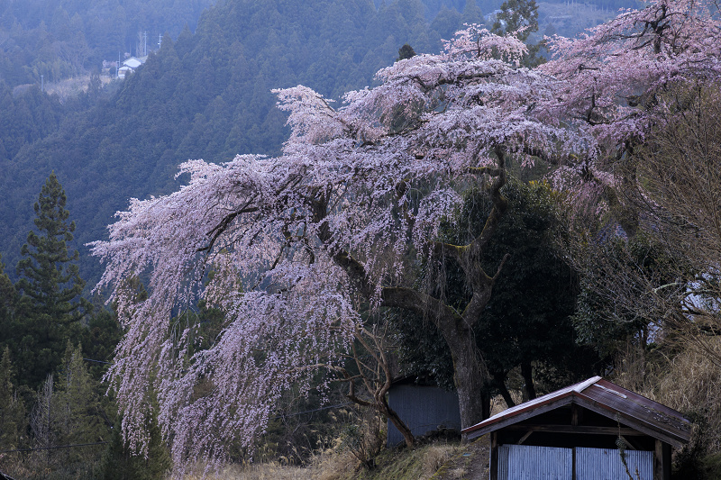 2020桜咲く奈良　福西邸の大しだれ桜（前編）_f0155048_13482276.jpg