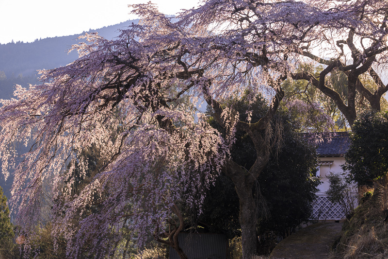 2020桜咲く奈良　福西邸の大しだれ桜（前編）_f0155048_13512946.jpg