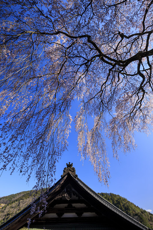 2020桜咲く奈良　福西邸の大しだれ桜（前編）_f0155048_13554830.jpg