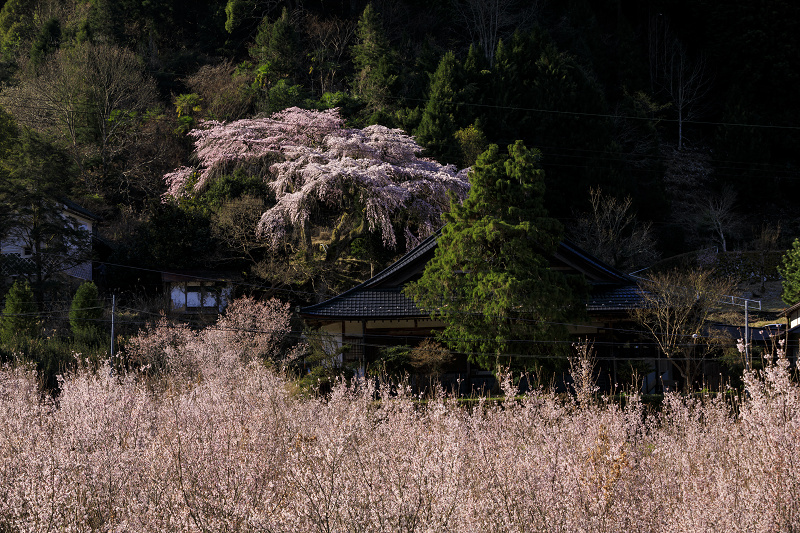 2020桜咲く奈良　福西邸の大しだれ桜（前編）_f0155048_13585112.jpg