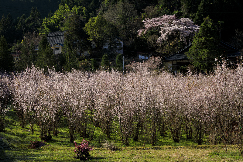 2020桜咲く奈良　福西邸の大しだれ桜（前編）_f0155048_13593647.jpg