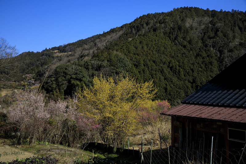 2020桜咲く奈良　貝原の桃源郷_f0155048_1517569.jpg