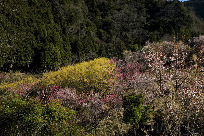 2020桜咲く奈良　貝原の桃源郷_f0155048_15182720.jpg