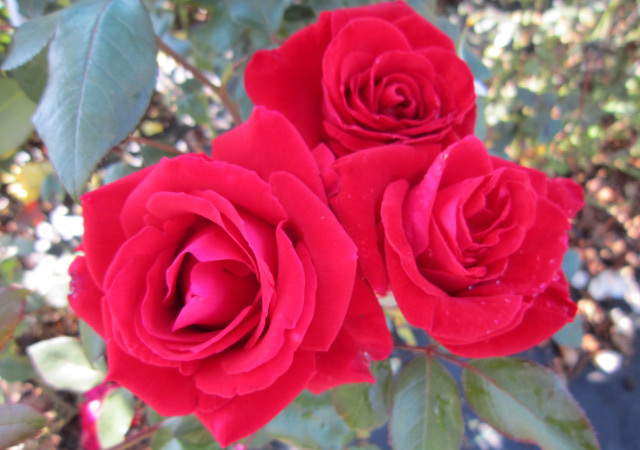 薔薇の名前 人名編 小さいことと日々