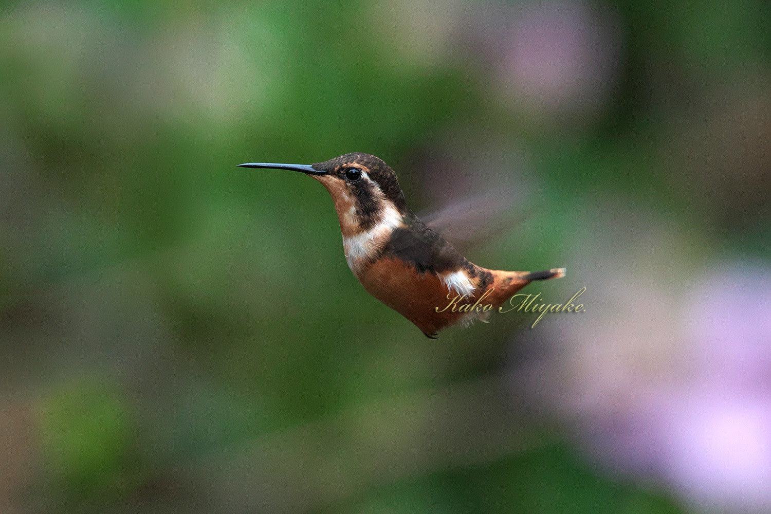 フジノドハチドリ Purple Throated Woodstar ３５ エクアドル探鳥記 ぼちぼち と 野鳥大好き O