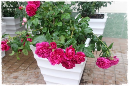 どうしても下に向くアレゴリー 番 La Rose 薔薇の庭 どうしても下に向くアレゴリー 番 La Rose 薔薇の庭