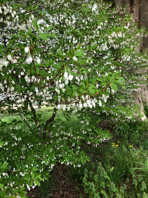今日のお花たち_b0093660_09580360.jpg