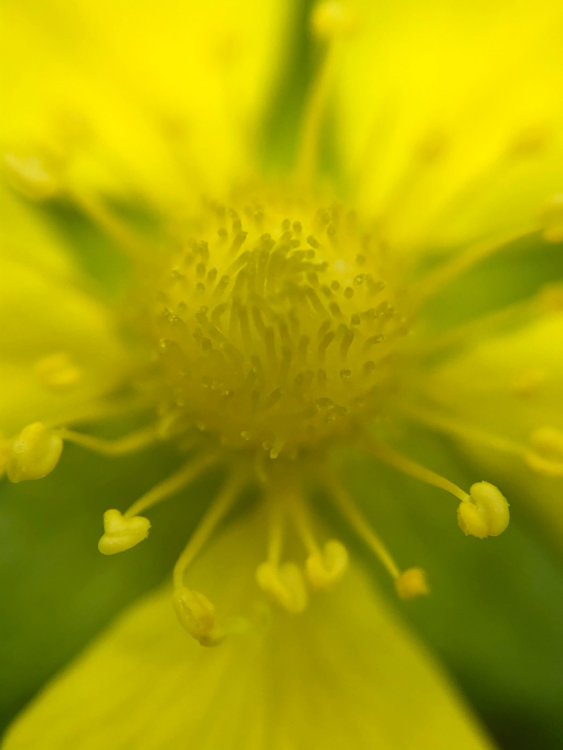 今日のお花たち_b0093660_09580889.jpg