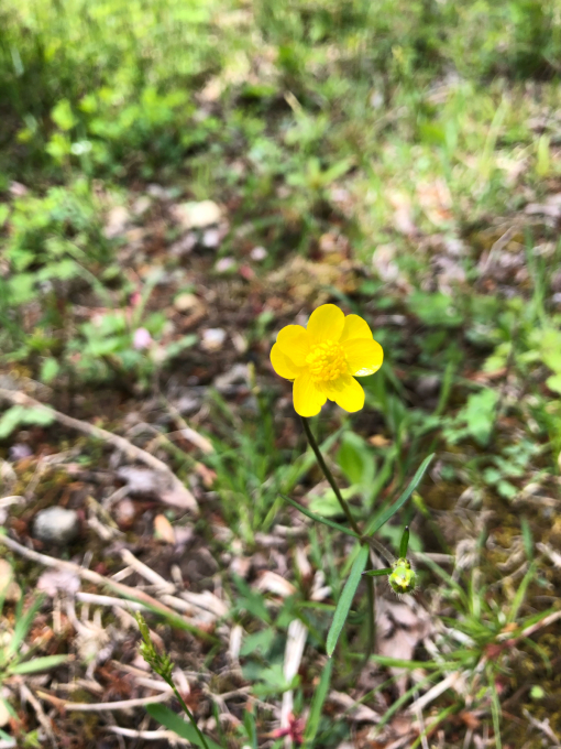 今日のお花たち_b0093660_09581074.jpg