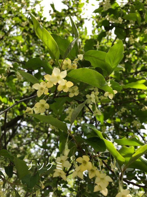 今日のお花たち_b0093660_10030833.jpg