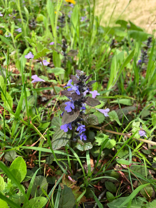 今日のお花たち_b0093660_10122085.jpg