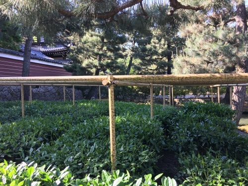 新茶摘み、道具市つまみ食い_b0153663_00495841.jpeg