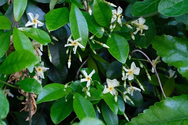白い草花 ３種 5 16 テイカカズラ スイカズラ トキワツユクサ 舞岡公園の自然２