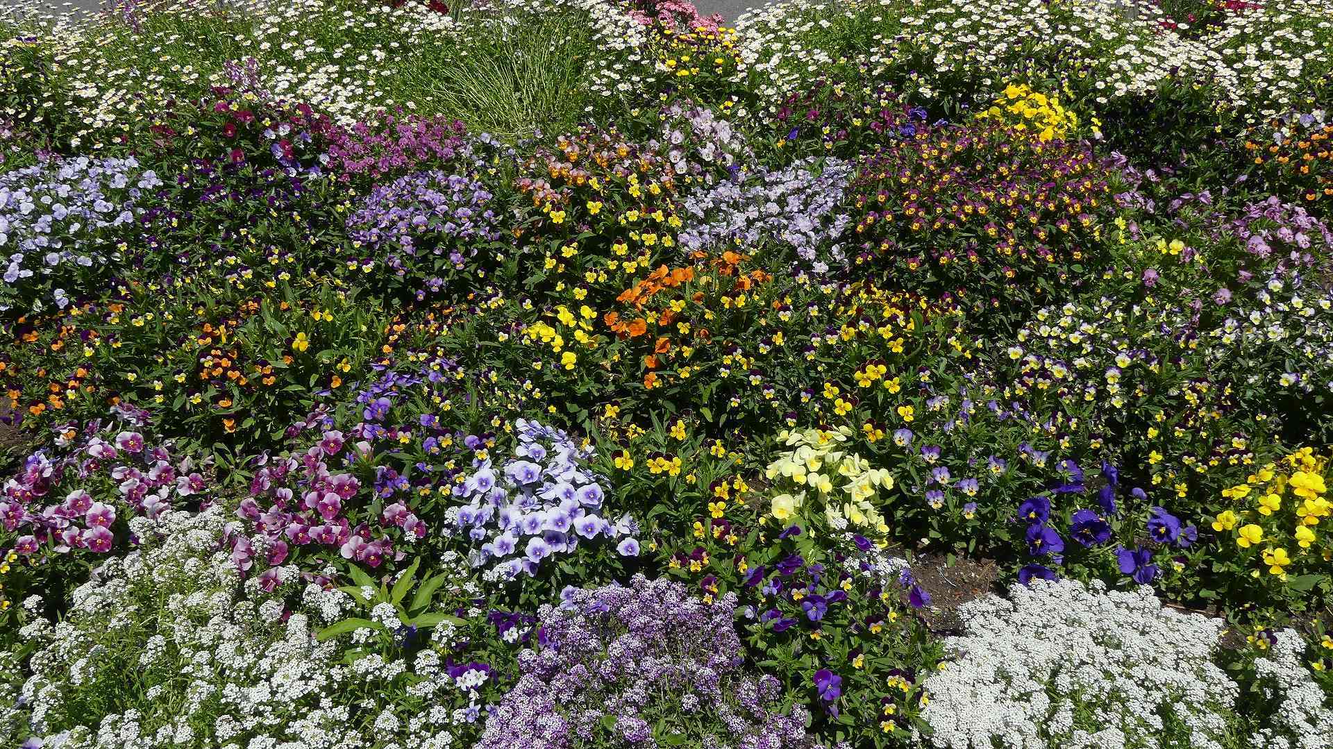 花々しく・・・皐月_a0185081_21261373.jpg