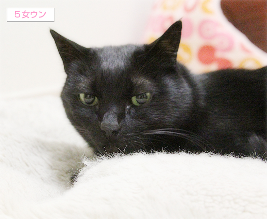 猫の寝方それぞれ_a0389088_05001252.jpg