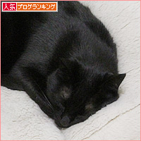 猫の寝方それぞれ_a0389088_05001265.jpg
