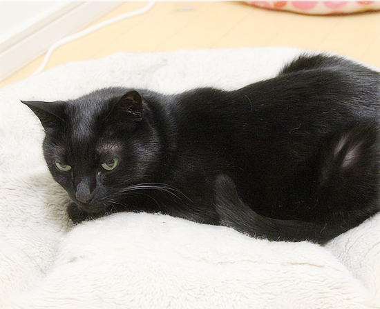 猫の寝方それぞれ_a0389088_05001282.jpg