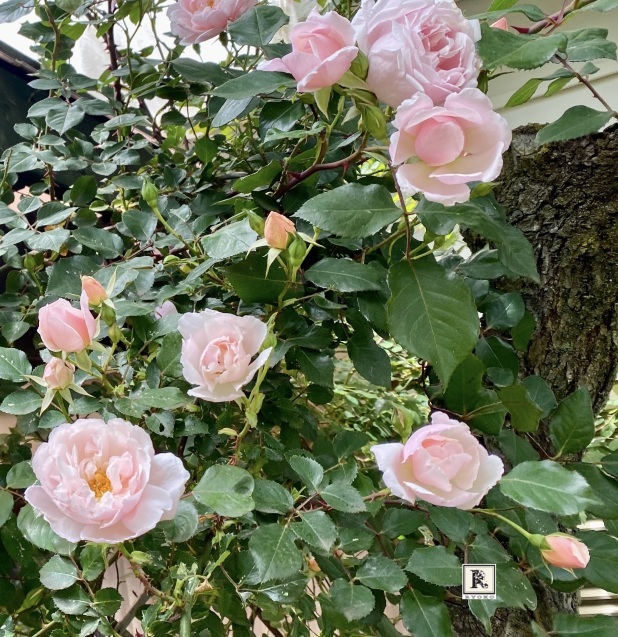 「季節のお花便り」_c0128489_14342702.jpeg