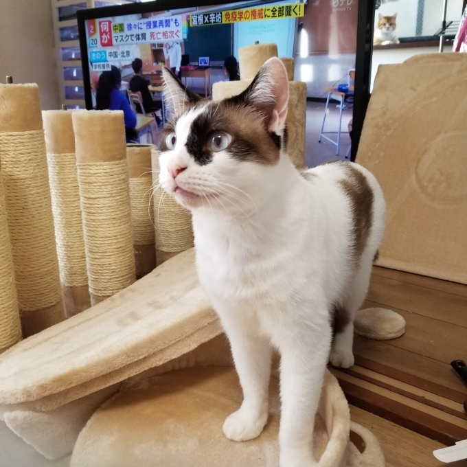 ちぃちゃん お手伝いする_c0369492_11505917.jpg