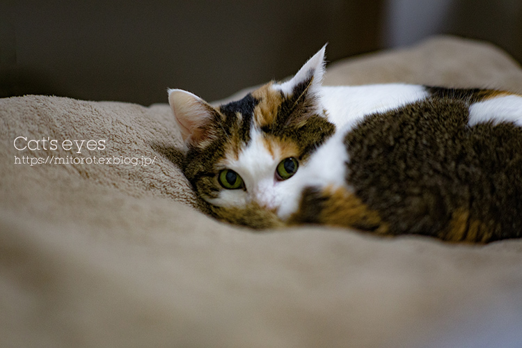 猫目線_d0039493_21032883.jpg